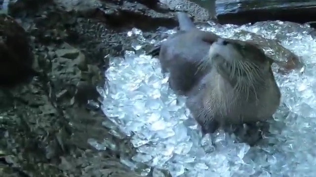 Otters chill out in ice cube bath at Oregon Zoo