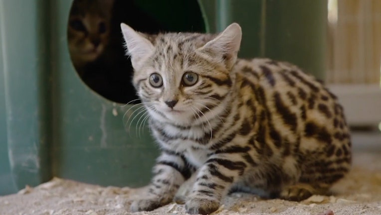 World's deadliest cats' get first taste of meat at San Diego Zoo