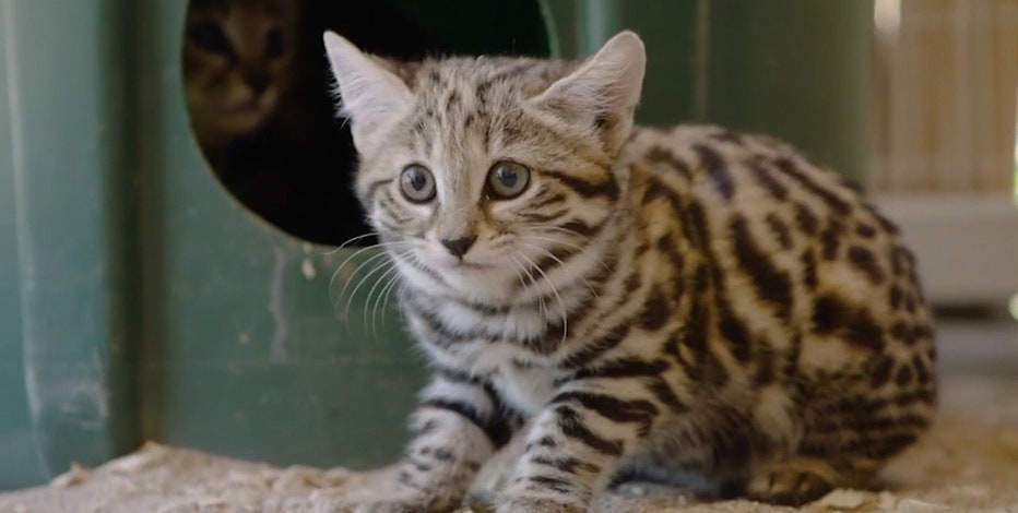 Africa sales deadliest cat