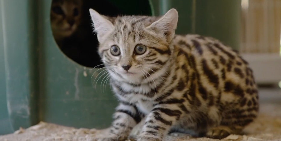 The Black-footed Cat: Africa's Smallest Wild Cat 