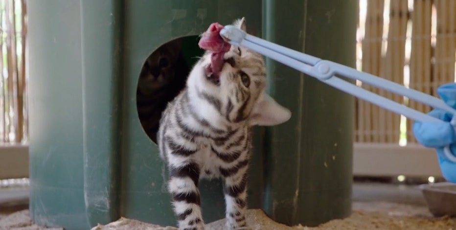 Most dangerous cat discount breeds