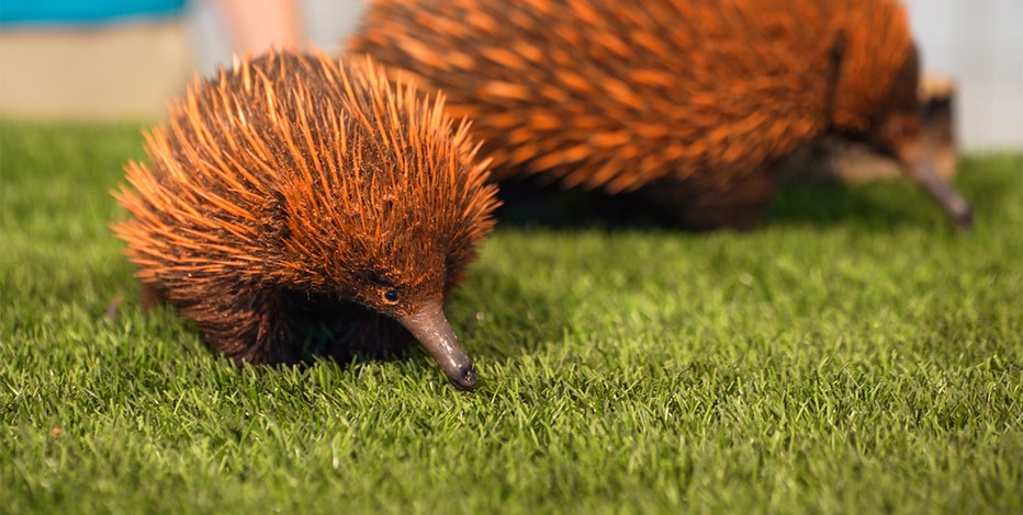 echidna　 Amazon.com: Echidna No.3698 (Japan Import) : Toys & Games