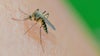 West Nile virus case confirmed in Hillsborough County