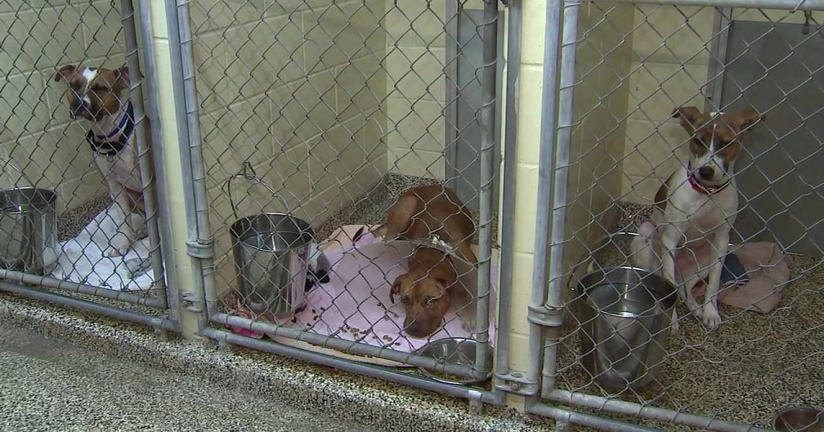 Pet adoptions are up amid pandemic | FOX 13 Tampa Bay