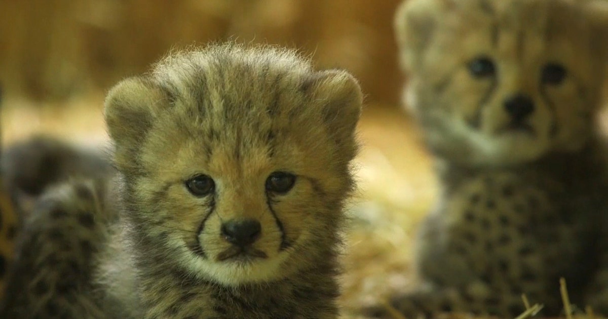 baby-cheetahs.jpg?ve=1&tl=1