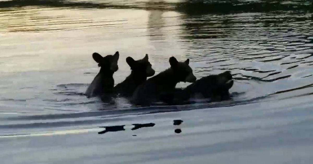 Mama bear carries 3 cubs on her back to swim across Wisconsin lake ...