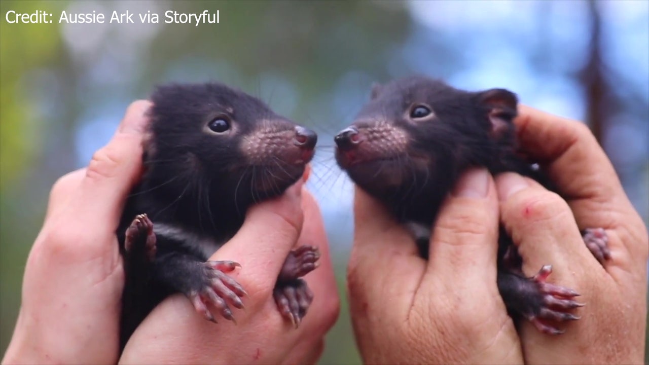 Twin Tasmanian devil joeys born in Australia