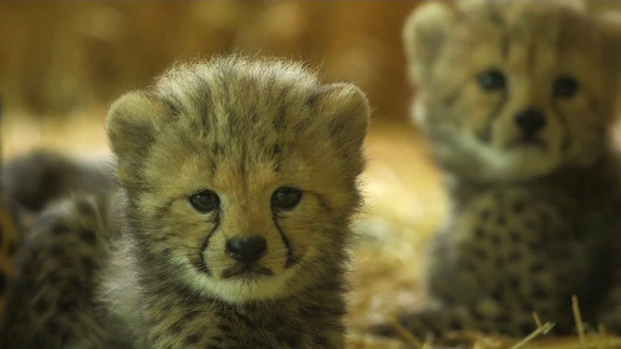 Four cheetah cubs make their adorable debut at an Austrian zoo