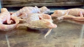 Wild Florida's albino alligator babies soak in first bath