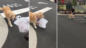 North Carolina golden retriever does her part delivering Chick-fil-A orders to owner