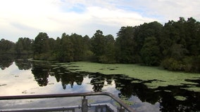 A slice of 'old Florida' can be found in Lettuce Lake Park