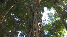 On the Ringling estate, you'll find 66 acres of gardens