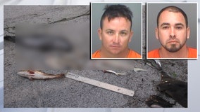 Men arrested for illegal use of gill net to catch baby dolphin, redfish, snook, and bonnethead sharks