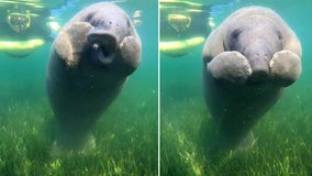 Adorable video shows manatee calf scratching itchy nose