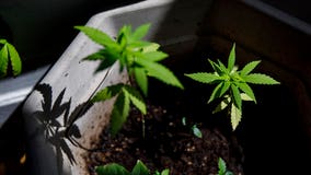 Marijuana use during pregnancy linked to greater risk of autism in children, study says