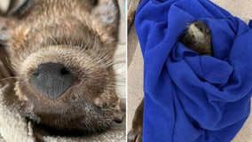 Orphaned otter pup finds new home at ZooTampa