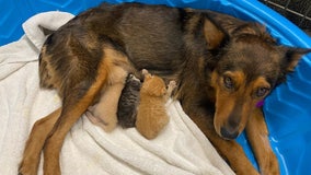 Rescue dog adopts kittens after the tragic death of her own puppies