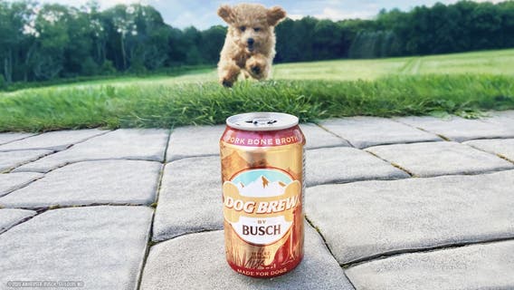 Busch Beer launches Dog Brew, a beverage made specifically for dogs