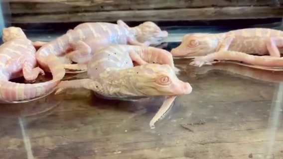 Wild Florida's albino alligator babies soak in first bath