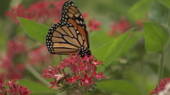 For 20 years, Florida Botanical Gardens has been an outdoor escape in Largo