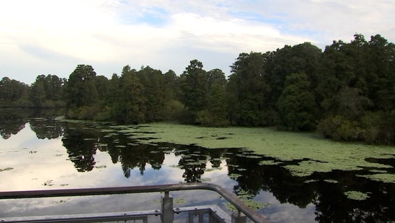 A slice of 'old Florida' can be found in Lettuce Lake Park