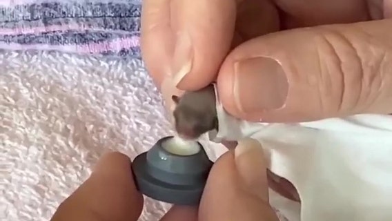 Tiny feathertail glider laps milk from bowl smaller than a thumbnail