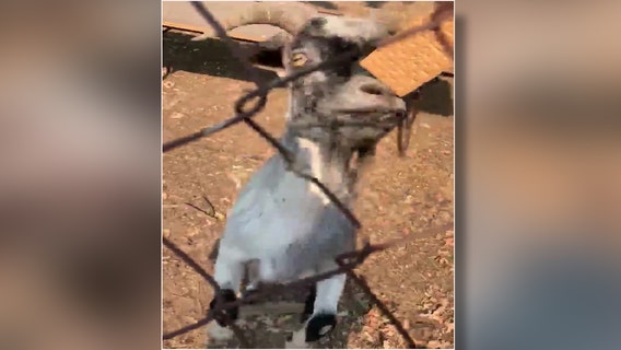 California deputy shares lunch with goats left behind during wildfire evacuations