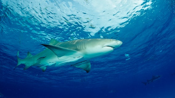 Florida fisherman bitten by shark after previously getting bitten by gator