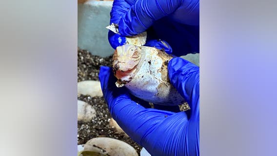 Wild Florida becomes first attraction in the world to successfully hatch albino alligators