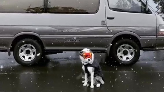 'Snow dog' looks too cool donning goggles in Katoomba snowfall
