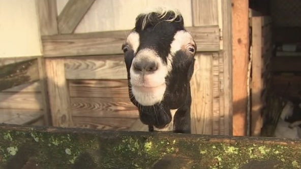 The Dancing Goat is home to all sorts of animals