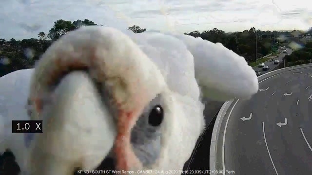 Corella finds precarious perch on Australia traffic cam