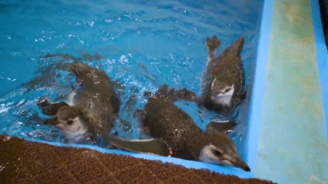 Penguin chicks enjoy first swim at Shedd Aquarium