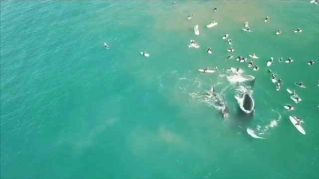 Humpback whale injures two swimmers off Australian coast