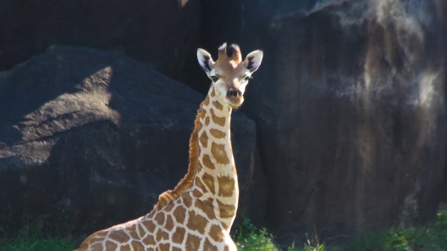 Australia Zoo welcomes adorable baby giraffes