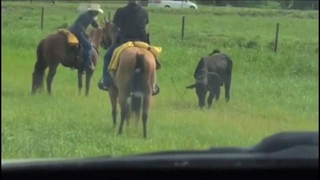 Florida deputies lasso 'charging' bull loose near highway