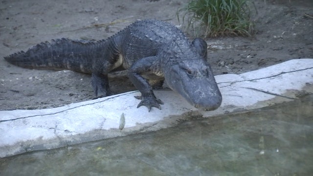 Croc Encounters has been home to unwanted reptiles for 15 years