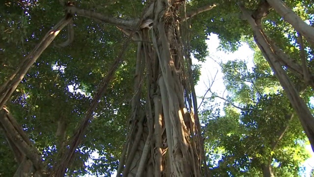 On the Ringling estate, you'll find 66 acres of gardens