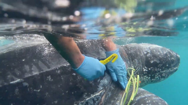 Coast Guard rescues sea turtle entangled in fishing line, circled by sharks