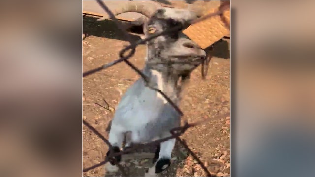 California deputy shares lunch with goats left behind during wildfire evacuations
