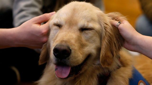 Mom fears scam after $20K in donations for autism service dog vanishes