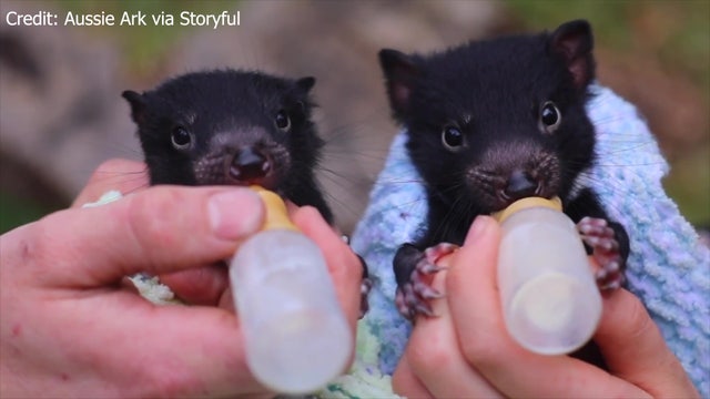 Australian conservationists introduce tiny Tasmanian devil joeys