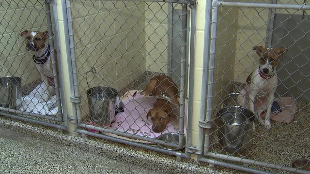 Pet adoptions are up amid pandemic