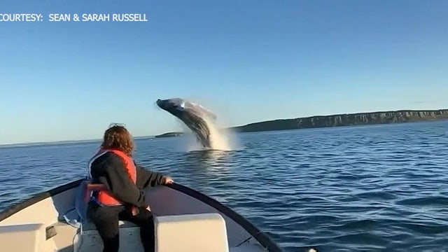 Humpback whales breach surf in Canada, delighting young girl and her father