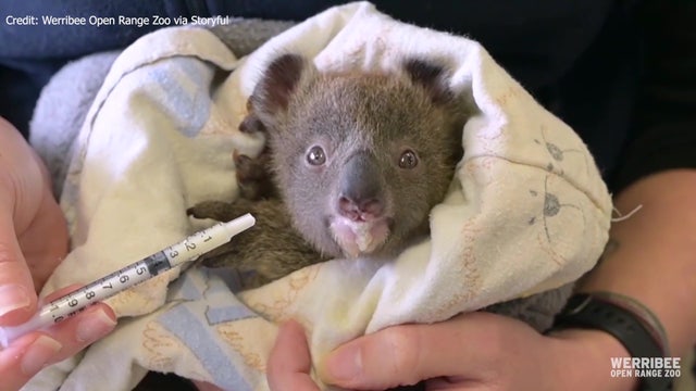 Victoria zoo saves life of orphaned koala joey