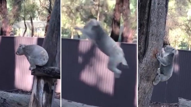 Koala shows off impressive aerial skill, makes giant leap onto tree