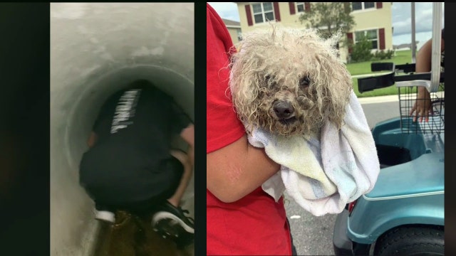 Animal rescue searching for owner after kids save dog from storm drain