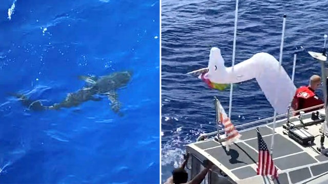 All, including unicorn float, were spared after shark interrupts Coast Guard crew's swimming break