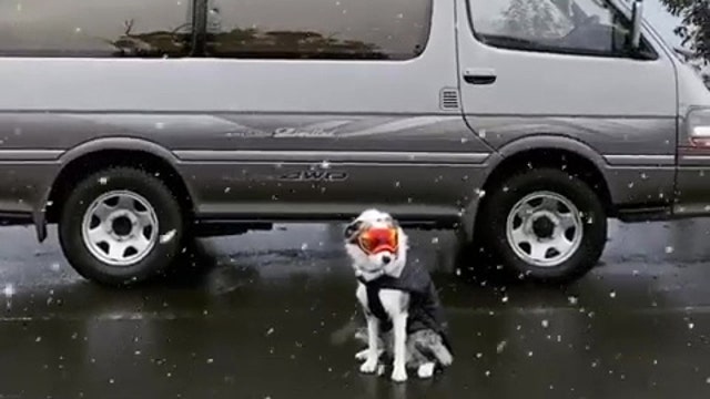 'Snow dog' looks too cool donning goggles in Katoomba snowfall