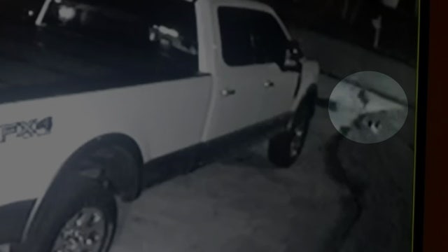 Video shows coyote snatch dog from front yard of Pasco home